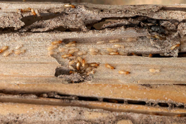 Professional Pest Control in Troy, NY